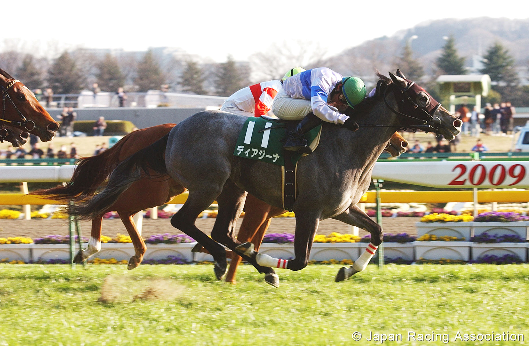 [RACE REPORT]ディアジーナ、クイーンC(GIII)。メジロルマン、未勝利戦 © JRA