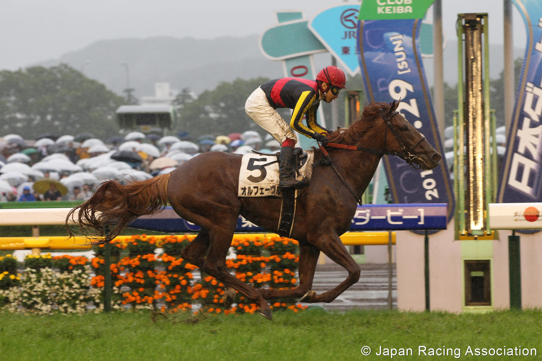 オルフェーヴル 悪路も馬群も蹴散らし二冠達成 © JRA