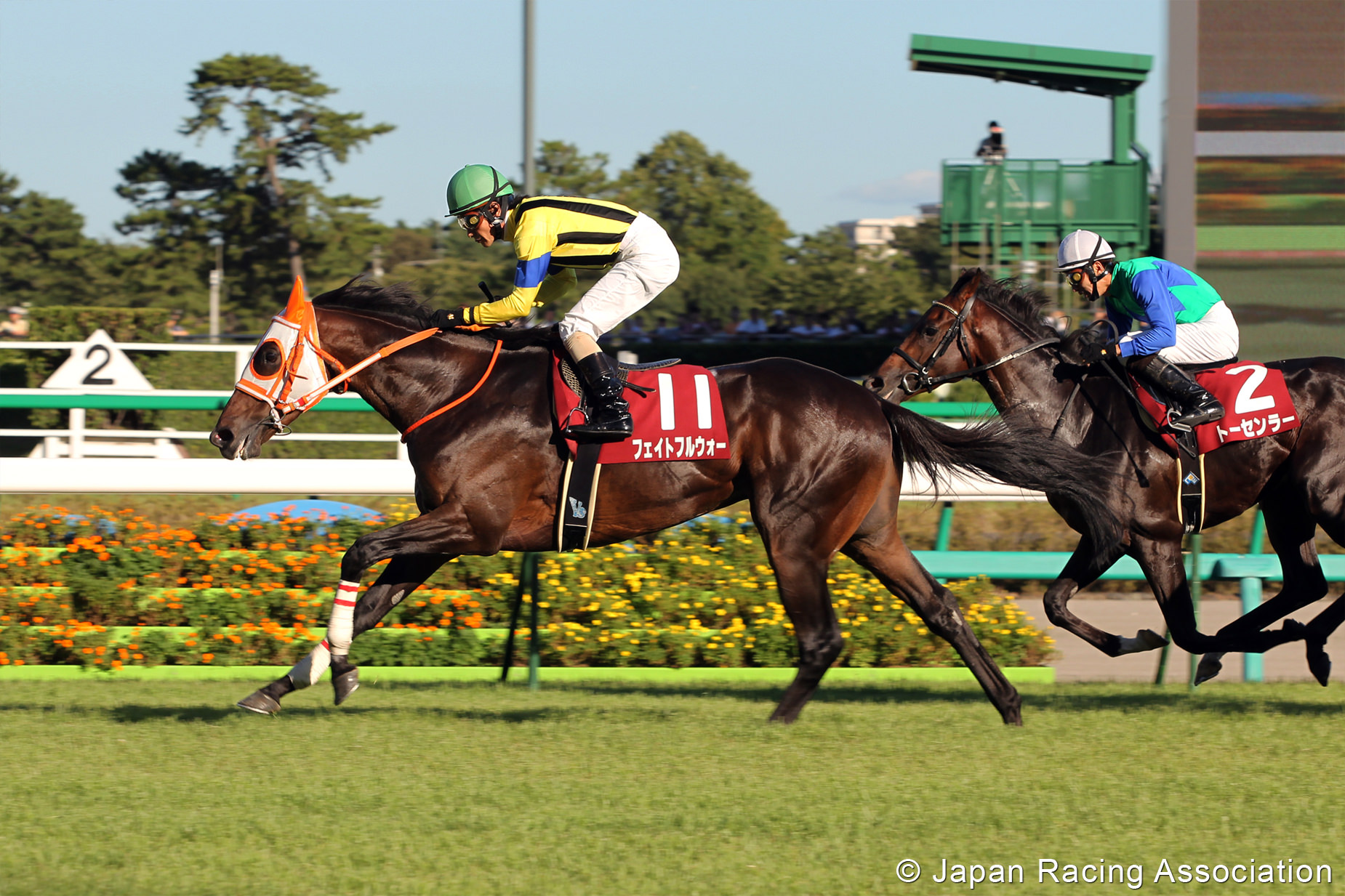 フェイトフルウォーがセントライト記念(GII) を優勝 © JRA