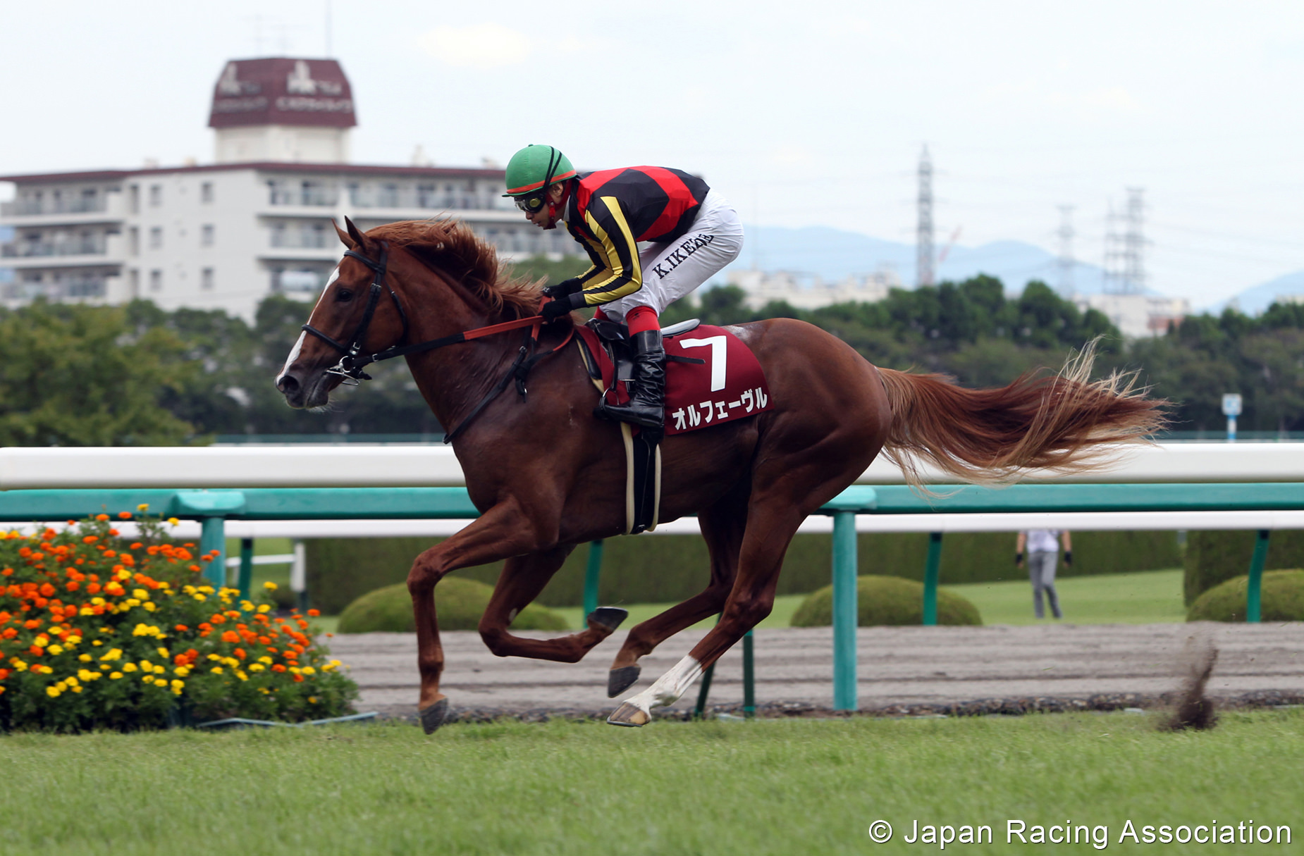 オルフェーヴルが神戸新聞杯(GII)を制覇。三冠へ大きく前進 © JRA