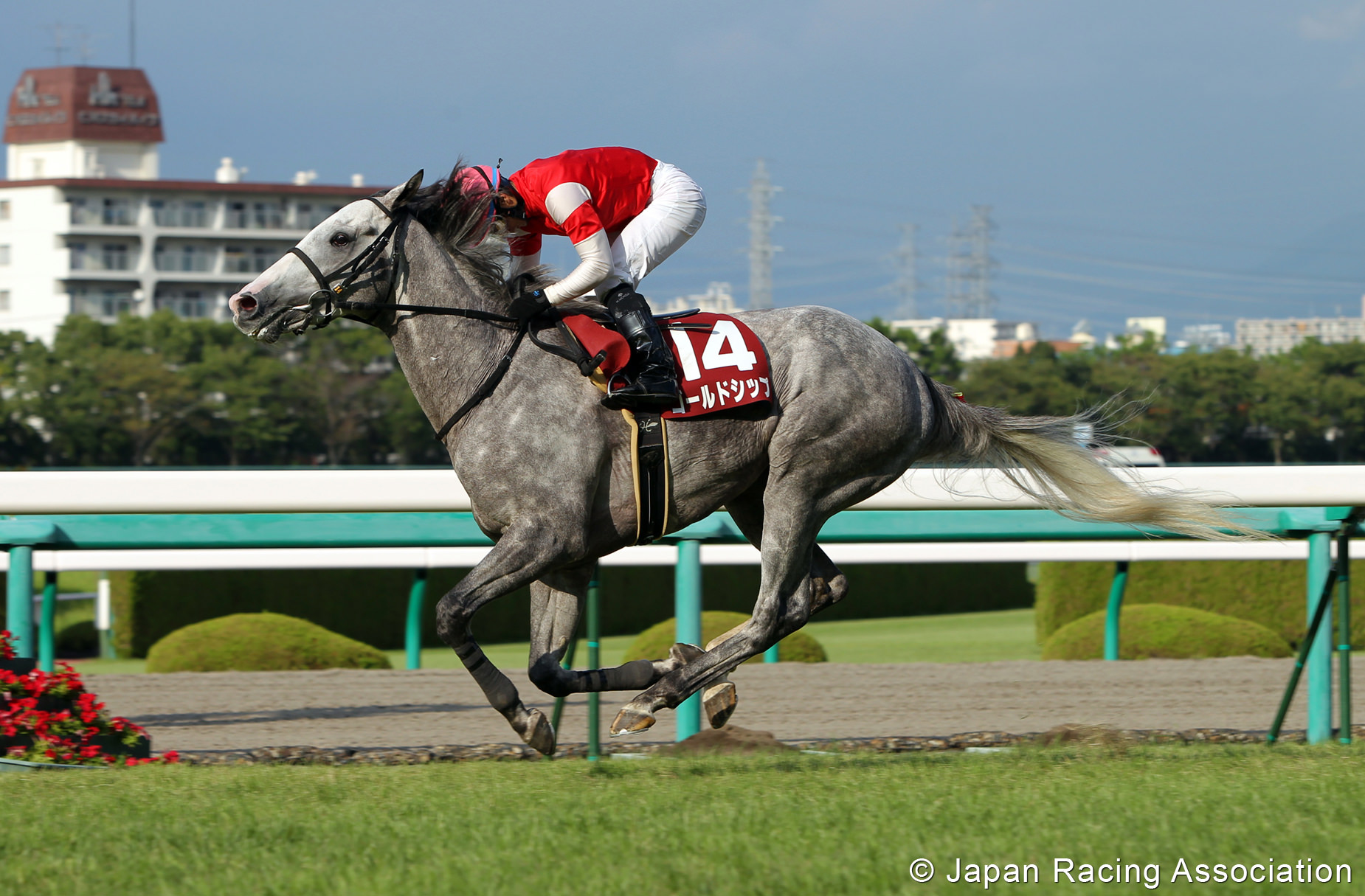 ゴールドシップ、神戸新聞杯(GII)制覇。帆には追い風、前途洋々の2冠航路 © JRA