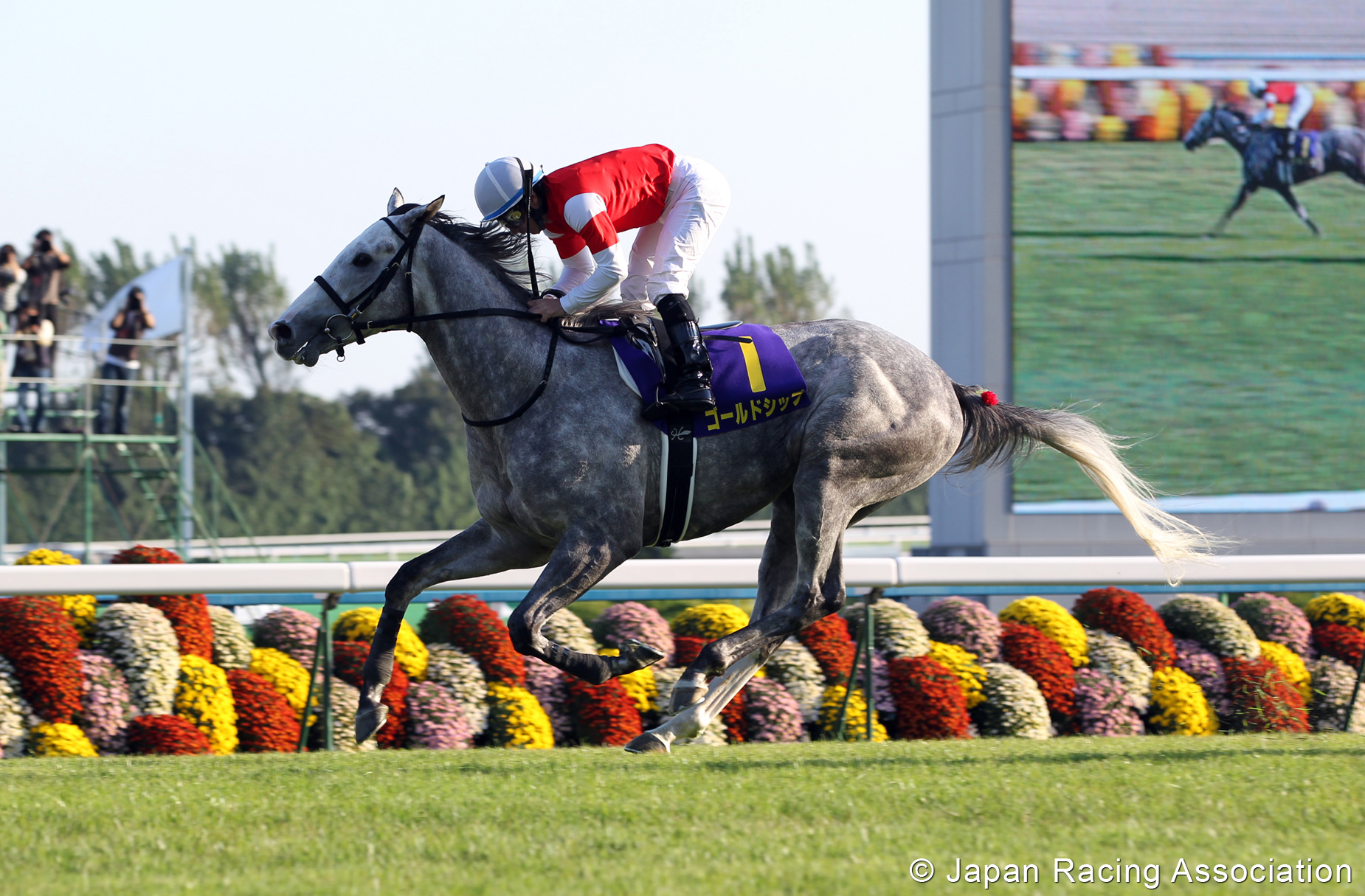 ゴールドシップが傷跡残る淀に高々と帆を掲げ2冠制覇 © JRA