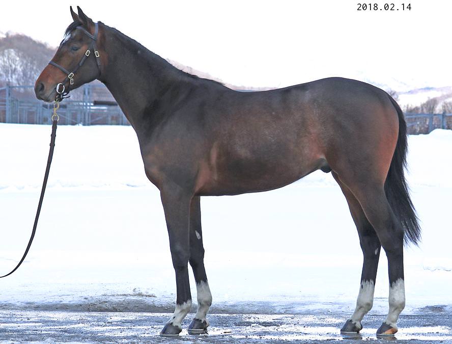 2016年産 牡馬 父：ワイルドラッシュ 母：シャインレジーナ ©  hammerprice.com