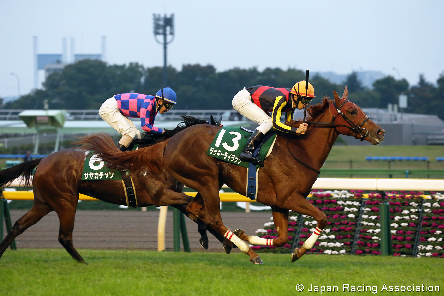 オルフェーヴル産駒、ラッキーライラックが力強く差し切り重賞制覇 © JRA