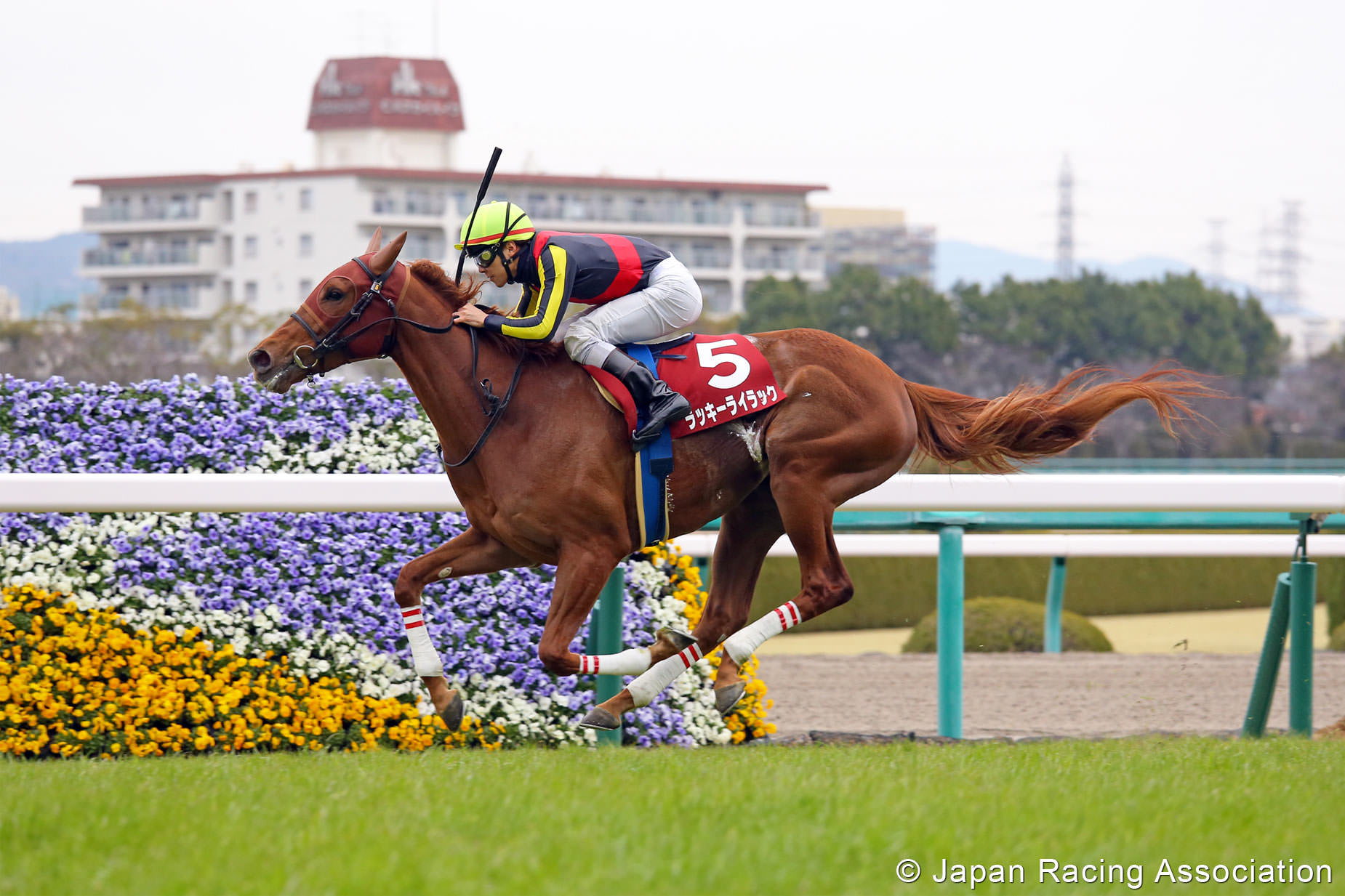 ラッキーライラックが今季初戦のチューリップ賞(GII)を快勝 © JRA