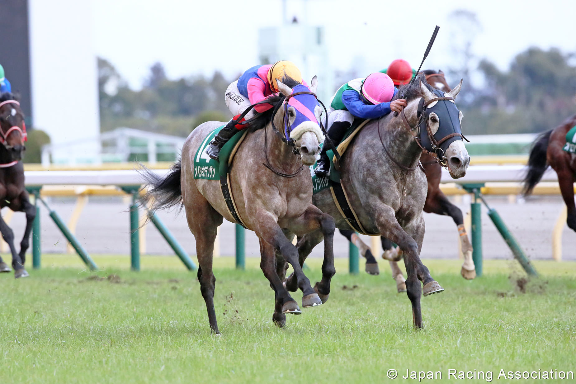 ミライヘノツバサがダイヤモンドステークス(GIII)を優勝。父ドリームジャーニーに、悲願の重賞初タイトルを届ける © JRA