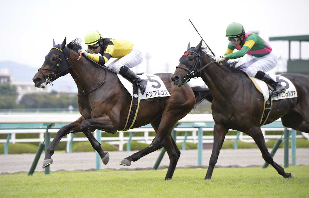 ドリームジャーニー産駒、ドンアルゴスが新馬勝ち © スポニチ