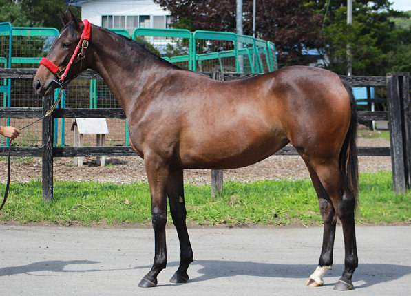 ヴィエントバイラー2016	 牝馬 生年月日:2016/05/28 父：スクリーンヒーロー 母：ヴィエントバイラー © HBA