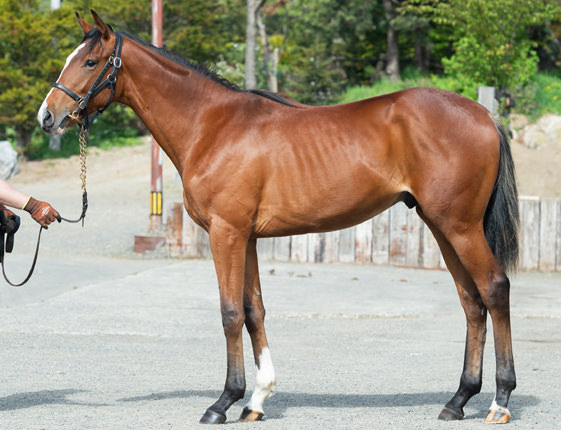 2017年産　牡馬 父：オルフェーヴル 母：ハービンジャーラス © 馬市.com