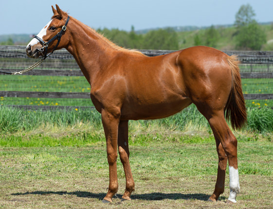 2017年産　牝馬 父：オルフェーヴル 母：ドゥルセデレーチェ © 馬市.com