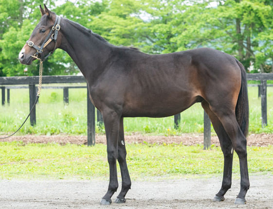 2017年産　牡馬 父：オルフェーヴル 母：クラシックローズ © 馬市.com