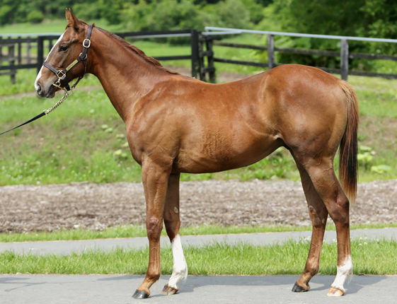 2017年産　牡馬 父：エスケンデレヤ 母：ミラクルフラッグ © 馬市.com