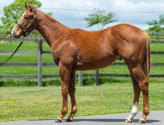 2017年産　牡馬 父：オルフェーヴル 母：ピサノアラバスター © 馬市.com