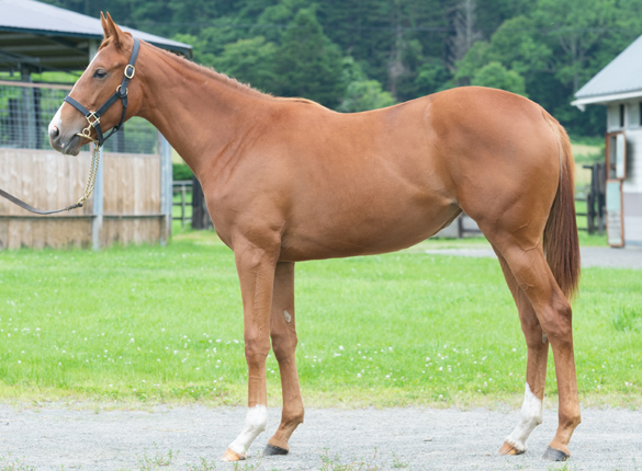 2017年産　牝馬 父：オルフェーヴル 母：ツインテール © 馬市.com