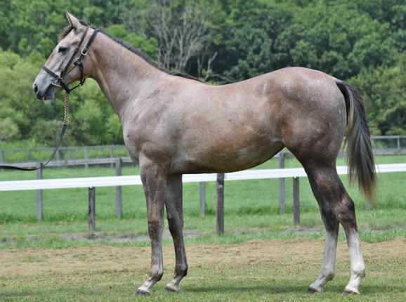 2017年産　牝馬 父：ゴールドシップ 母：ナムラメロディー © 馬市.com