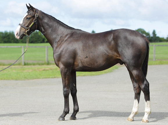 2017年産　牡馬 父：ゴールドシップ 母：スイートプラド © 馬市.com