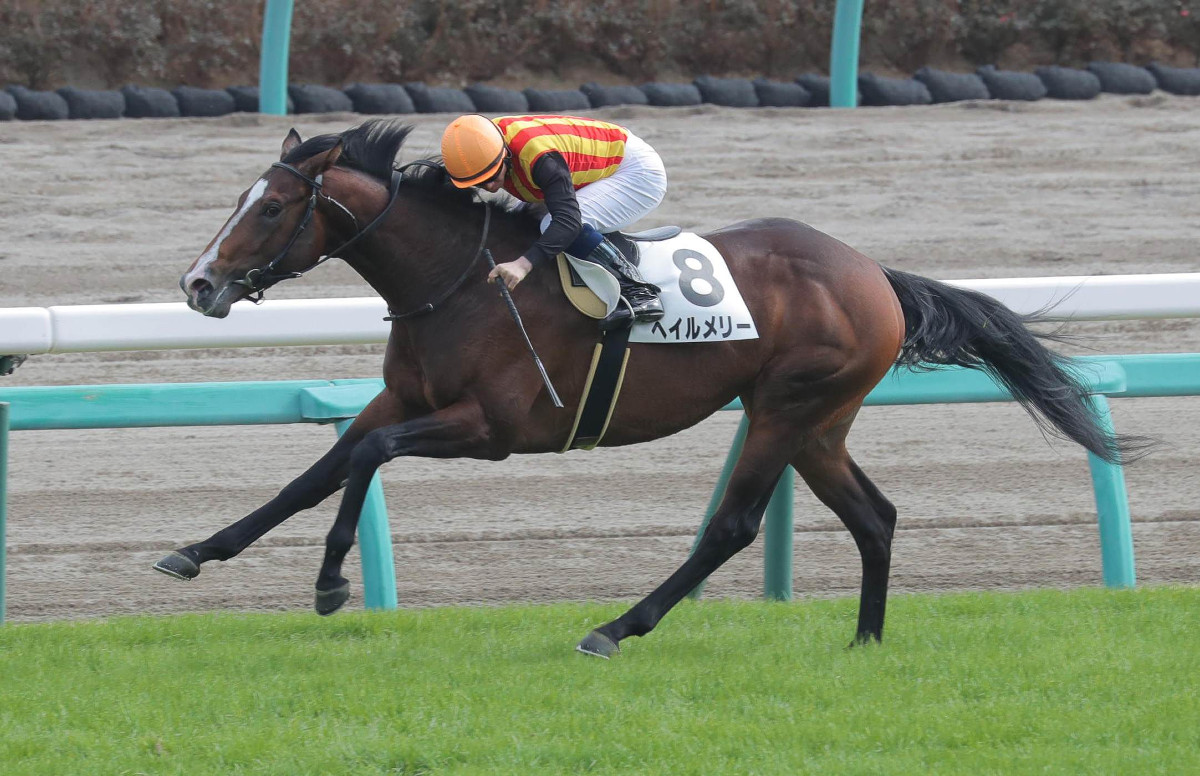 ヘイルメリー（オルフェーヴル産駒）が圧勝で新馬勝ち © スポーツ報知