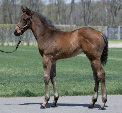 2018年産　牡馬 父：オルフェーヴル 母：フォンタネリーチェ