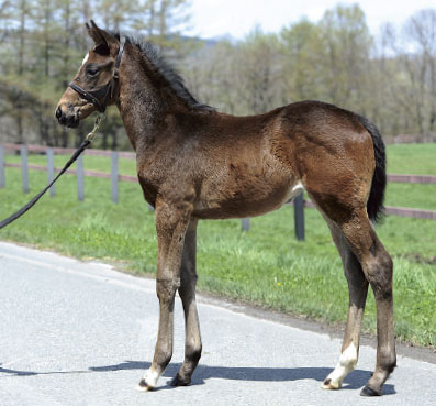 2018年産　牝馬 父：オルフェーヴル 母：フェアリーバニヤン