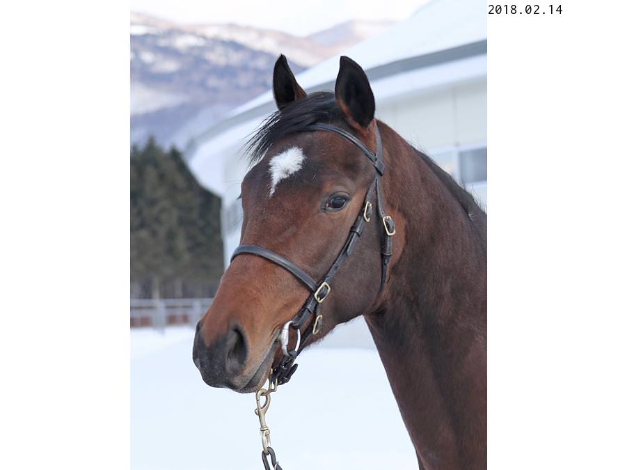 2016年産 牡馬 父：ワイルドラッシュ 母：シャインレジーナ ©  hammerprice.com