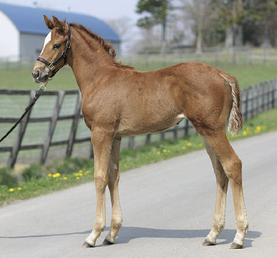 2018年産　牝馬 父：オルフェーヴル 母：ダーリングバード