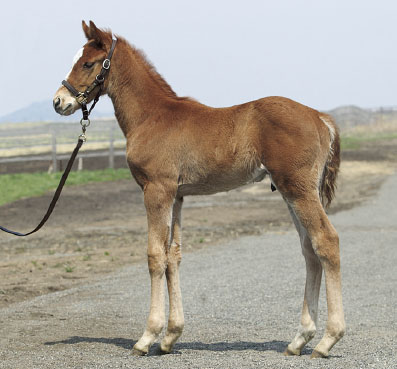 2018年産　牡馬 父：オルフェーヴル 母：ヴンダーゾンネ