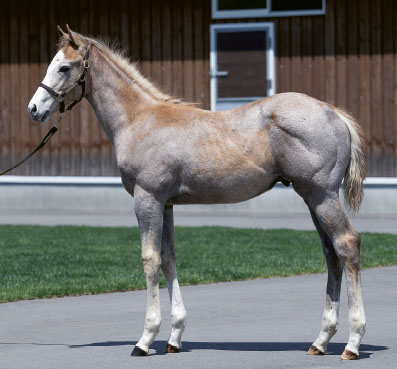 2018年産　牡馬 父：オルフェーヴル 母：シェルズレイ