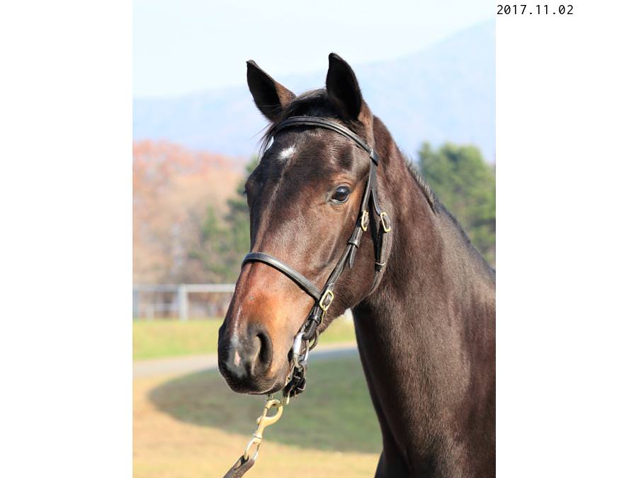 2016年産牝馬 父：ドリームジャーニー 母：ティファイファイ © hammerprice.com