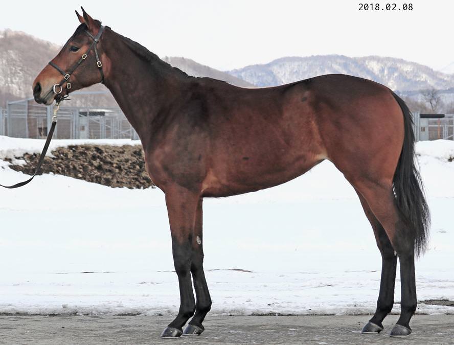 2歳牝馬 父：オルフェーヴル 母：サクセスゴーランド ©  hammerprice.com