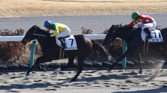 アトムアストレアが新馬戦を快勝