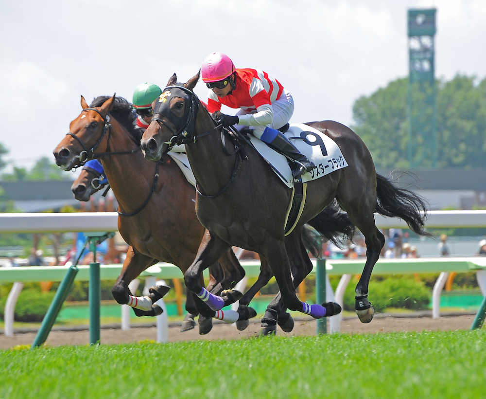 ゴールドシップの姪っ子、シスターフラッグがデビュー戦を勝利で飾る © sponichi.co.jp