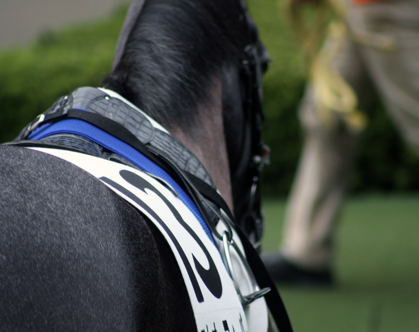 シゲルキツネがJRA 登録を抹消