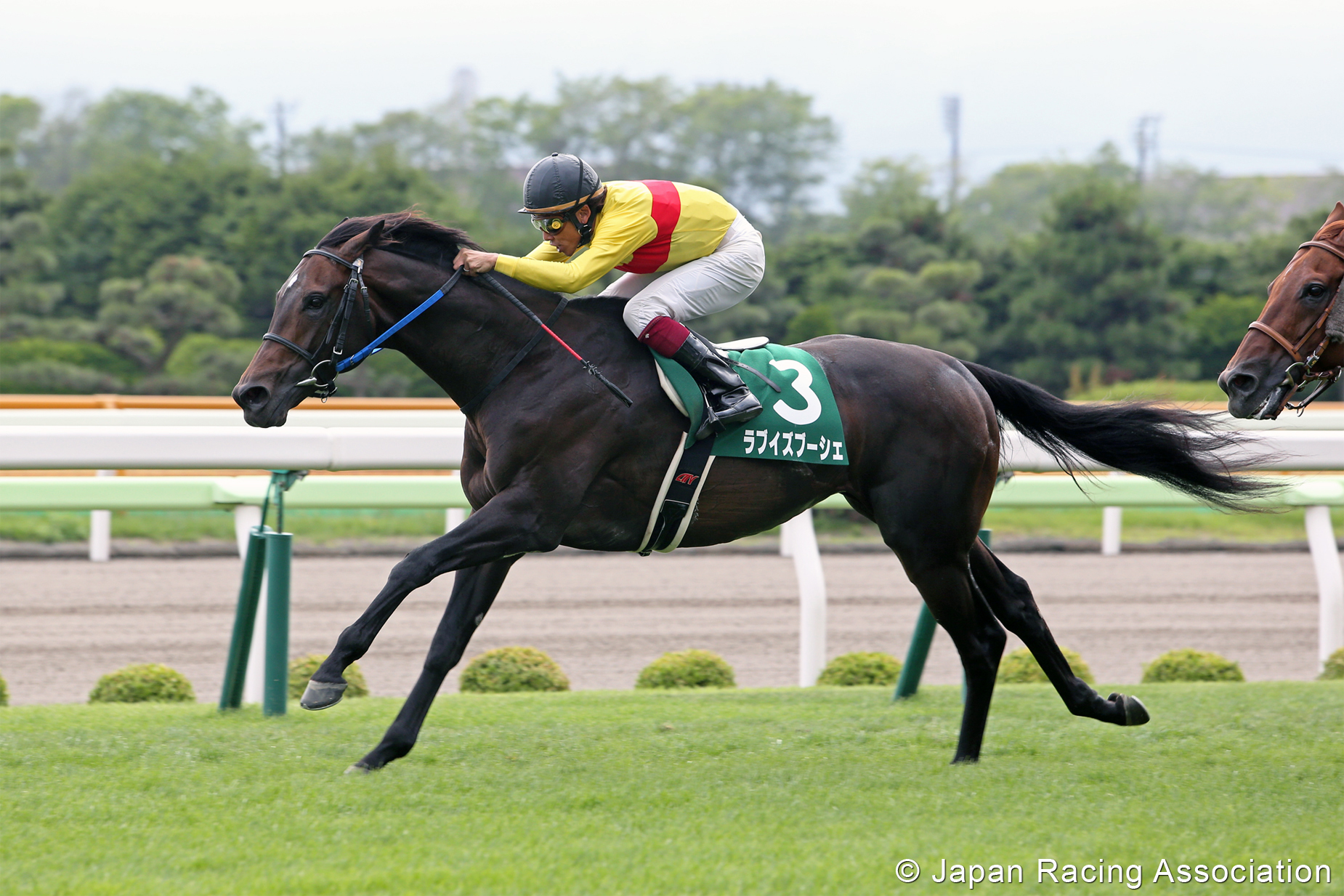 ラブイズブーシェが函館記念を制し、重賞初制覇 © JRA