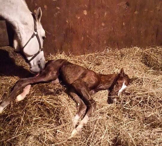 ギンザグリングラスの初産駒が誕生