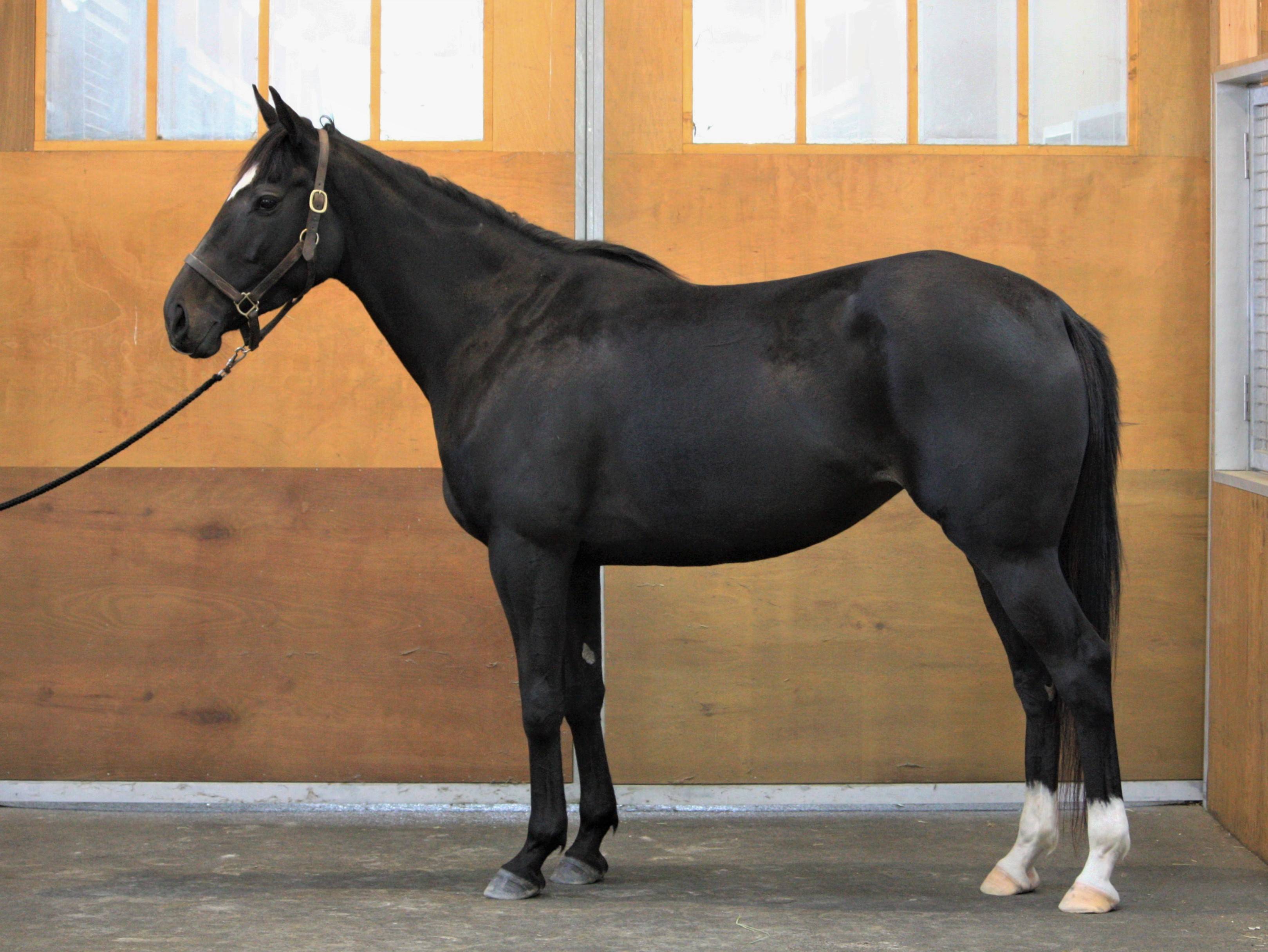 [JS 繁殖牝馬セール 2017] オルフェーヴルたちの姪っ子、ラーダーが落札 © 株式会社ジェイエス