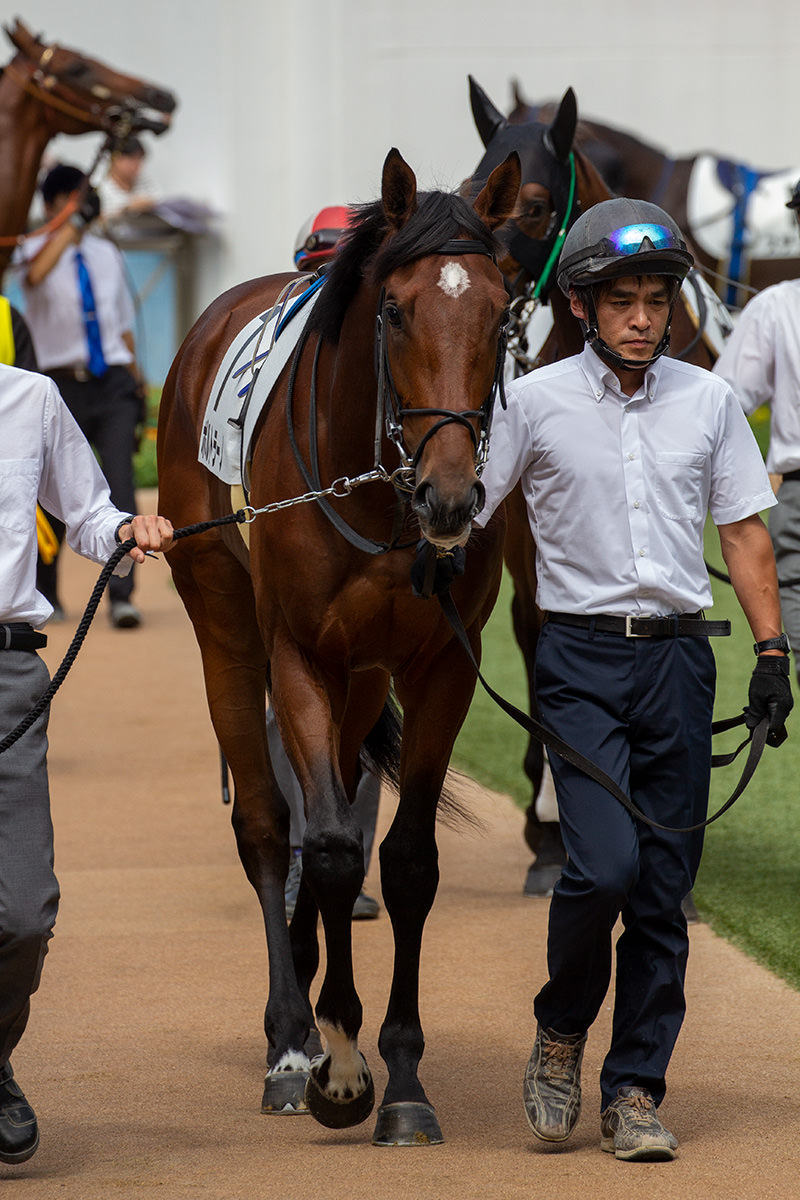 ポルトラーノ（オルフェーヴル産駒）は2着で出港