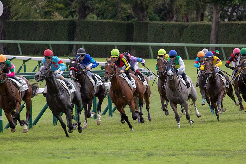 ポルトラーノ（オルフェーヴル産駒）は2着で出港