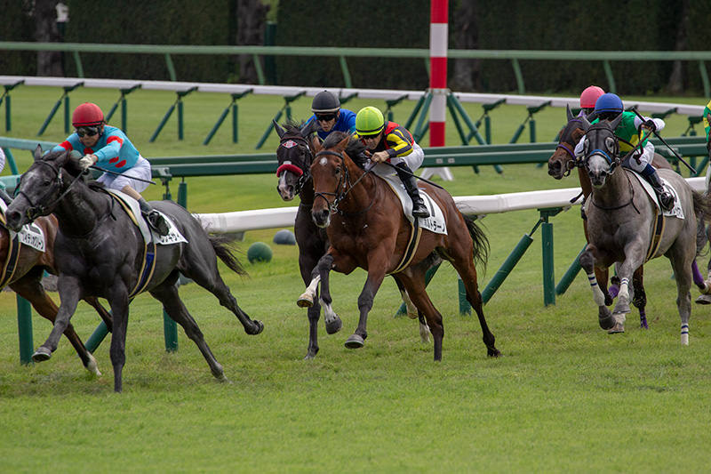 ポルトラーノ（オルフェーヴル産駒）は2着で出港